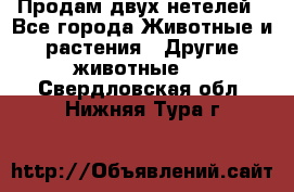 Продам двух нетелей - Все города Животные и растения » Другие животные   . Свердловская обл.,Нижняя Тура г.